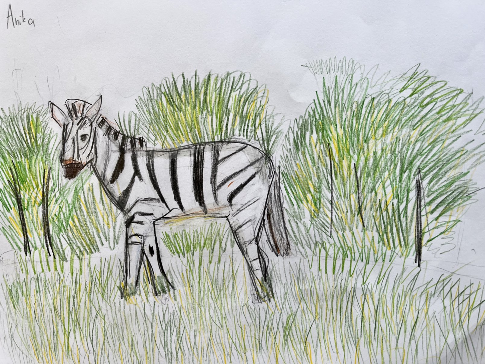 A zebra in front of green bushes